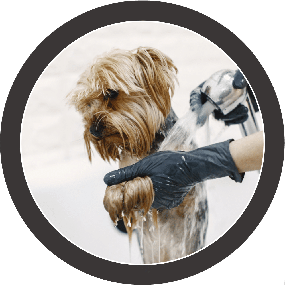 PMG Living Inc Dog Wash Station